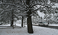 Image of snow on a large tree