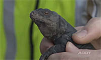 Chuckwalla in a hand