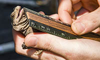 Chuckwalla being measured by ruler