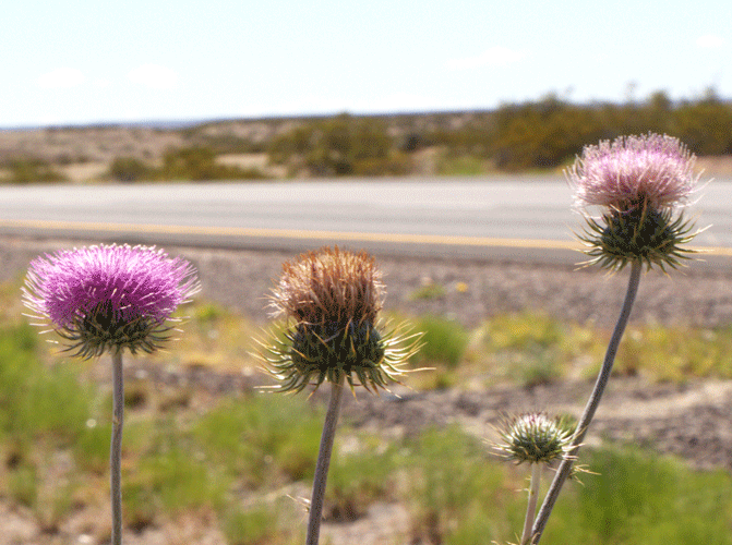 Flowers on US 191
