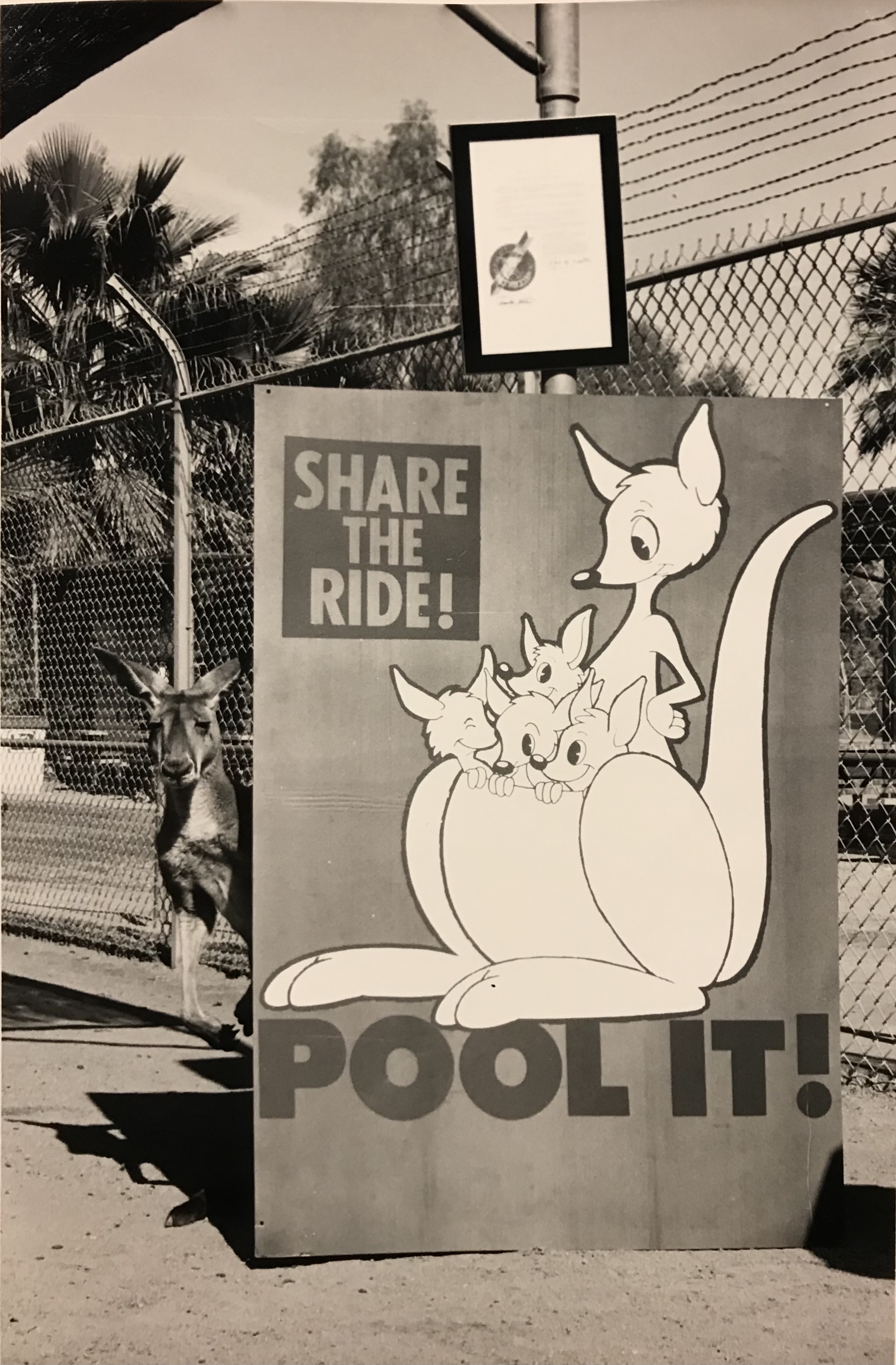Pool it, Share the ride, Kangaroo