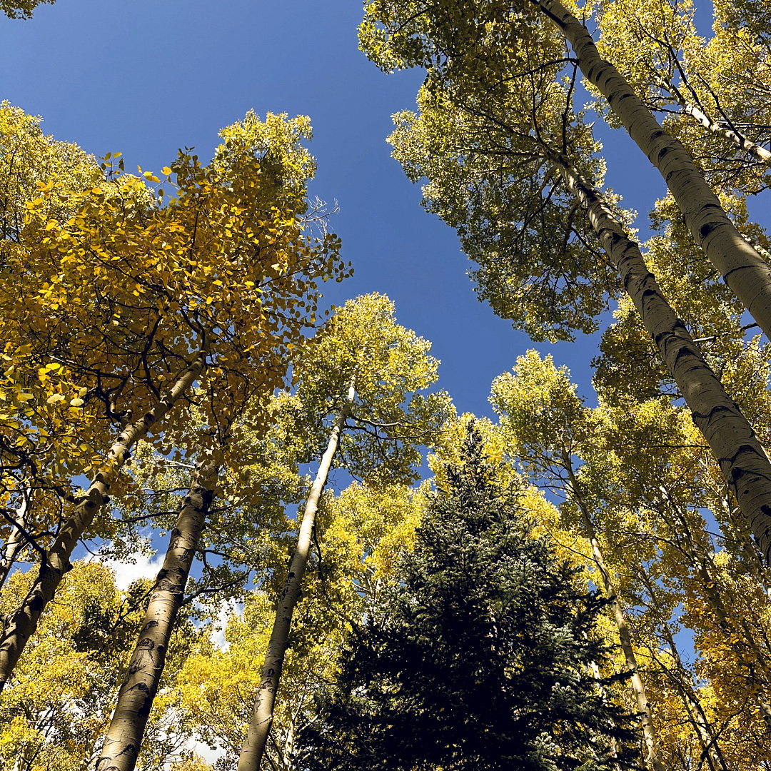 Fall leaves in northern Arizona.