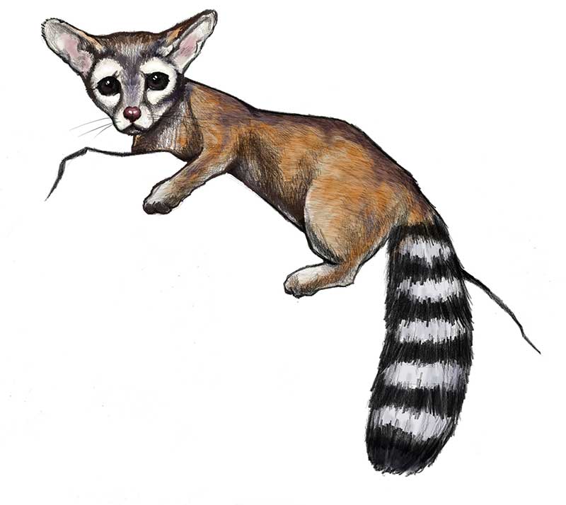 Sketch of Rocky the ringtail