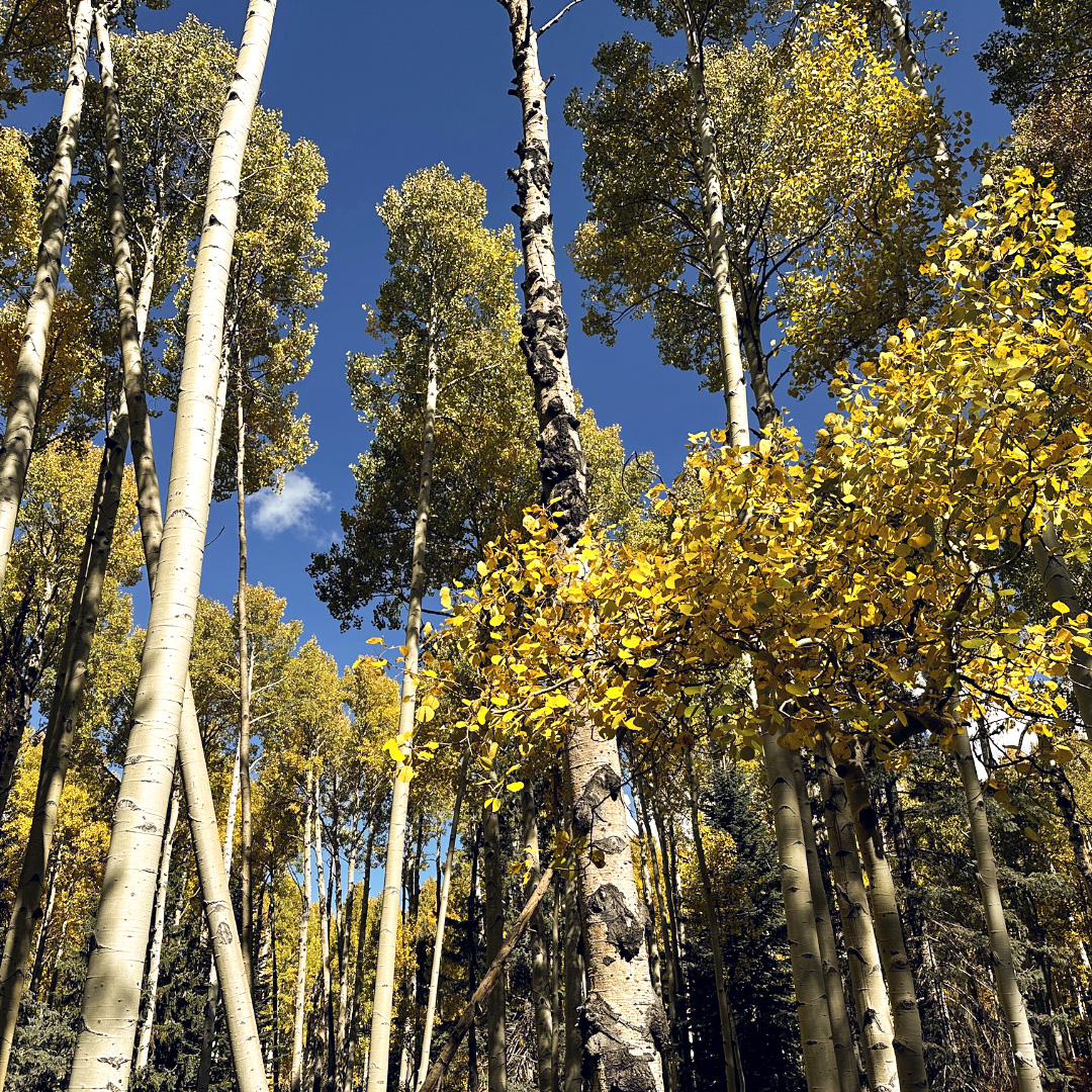 Fall leaves in northern Arizona.