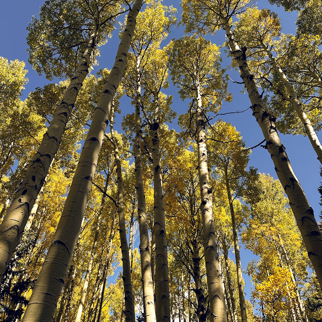 Fall leaves in northern Arizona.
