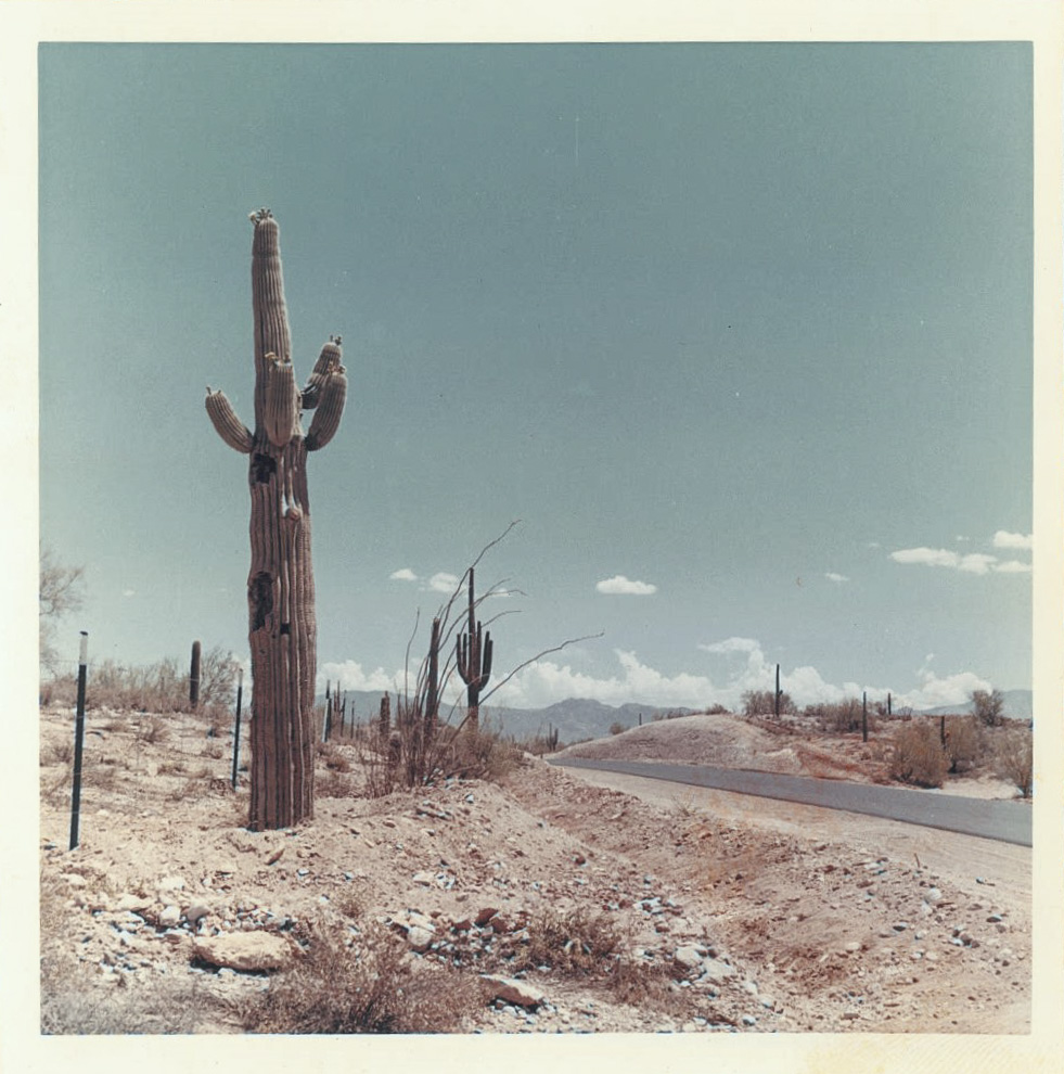 State Route 87 Cactus Relocation July 1971 (2)