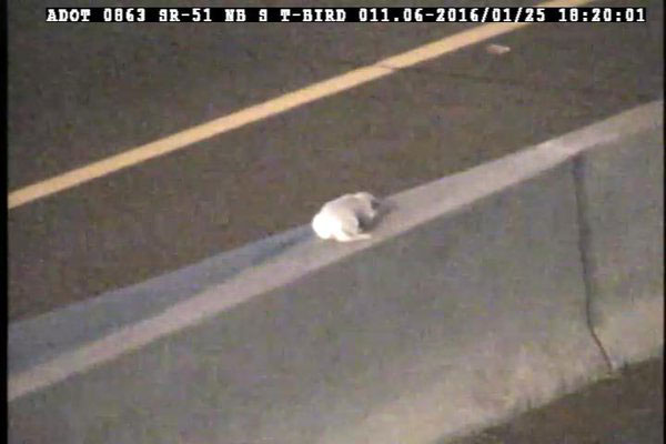 Screenshot from a traffic camera of Dottie on the median wall.