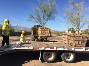 Trees to be used for South Mountain Freeway landscaping