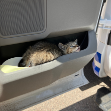 A kitten rests in the storage compartment of a vehicle door.