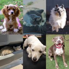 Animals rescued by ADOT