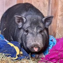 A pig sits contentedly on blankets and straw in a pen.