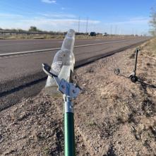 During a litter cleanup on the shoulder of a rural highway, an empty glass bottle is held by a litter grabber stick.