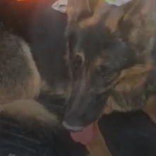 A dog sits in a truck.