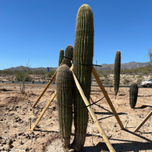 Saguaros grow in a temporary nursery.