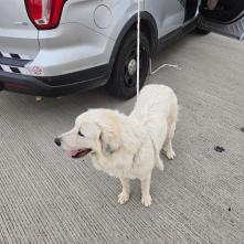 A dog stands alone next to a law enforcement patrol car.
