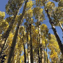 Fall leaves in northern Arizona.