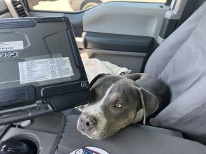 A dog sits in the front passenger seat of an ADOT truck after being rescued from a wildland fire.