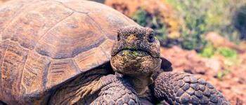 A desert tortoise eats a shrub in the desert. Saguaro cactuses are in the background.