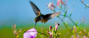 A hummingbird visits a purple flower in a field.