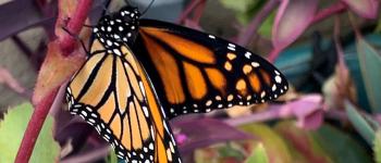 A monarch butterfly sits on a plant.