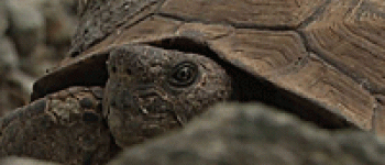 desert tortoise
