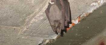 Bat hangs beneath bridge on State Route 92