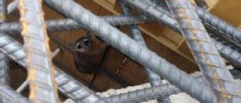 Ringtail cat hiding in rebar at Ina Road project. 