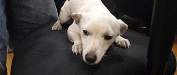 A small white dog lies on a black chair, looking up with a calm expression as a person gently pets its back.