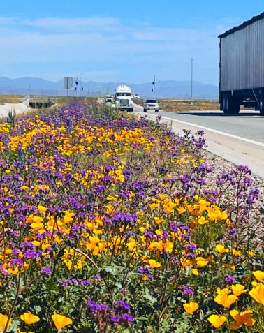 Wildflowers and semi on freeway