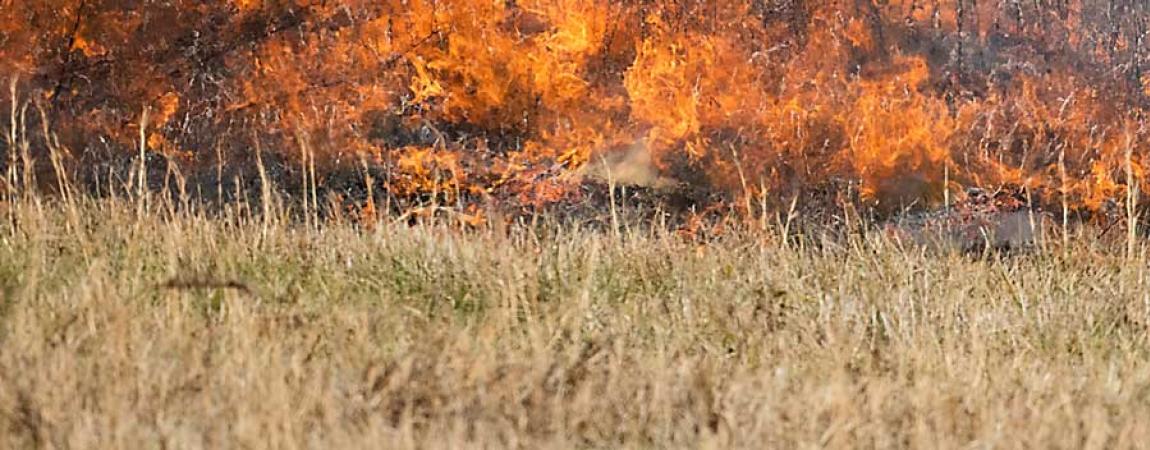 brush fires - incendios forestales