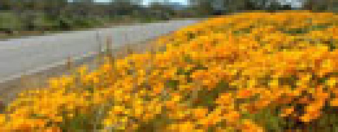 programs - roadside flowers