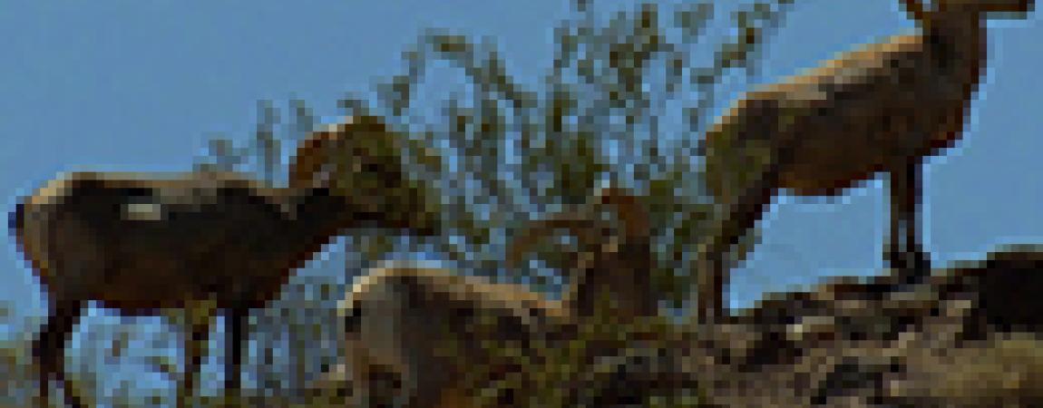 biology - wild sheep on a mountain