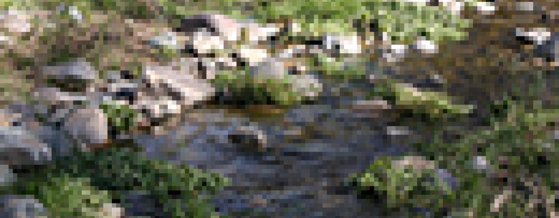 a water filled creek with plants - water quality