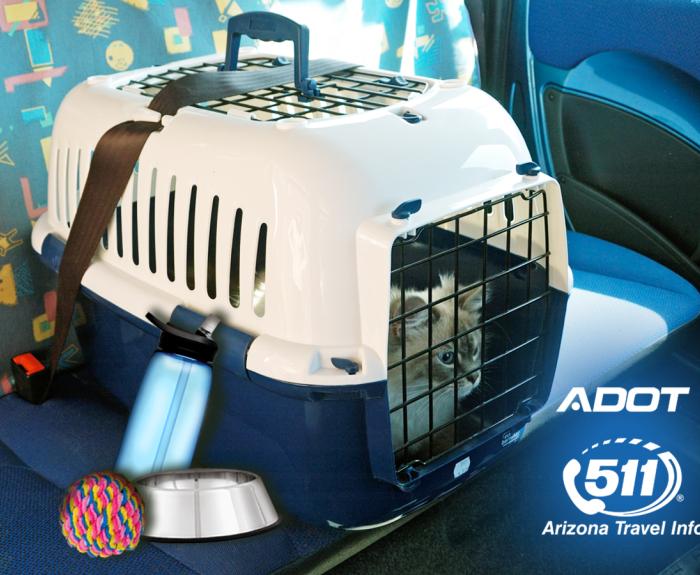 Social Media Pet Travel Safety_cat_prf2
