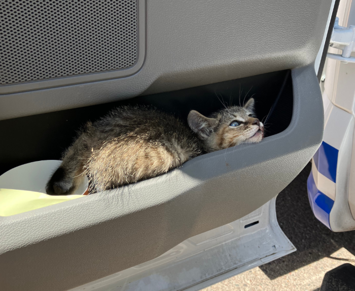A kitten rests in the storage compartment of a vehicle door.