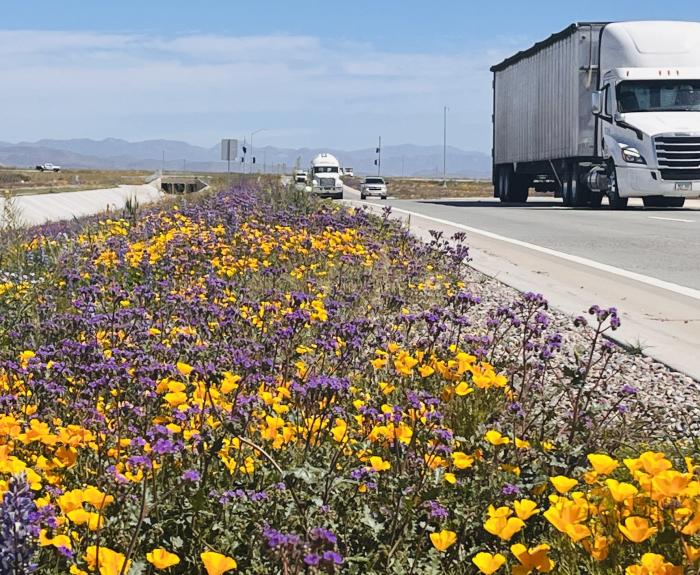A highway median is awash in flower blooms.