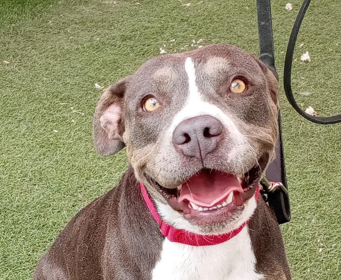 A smiling dog with a red collar sits on the ground.