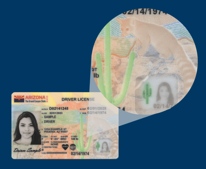Rocky the ringtail on the 2023 Arizona driver license design