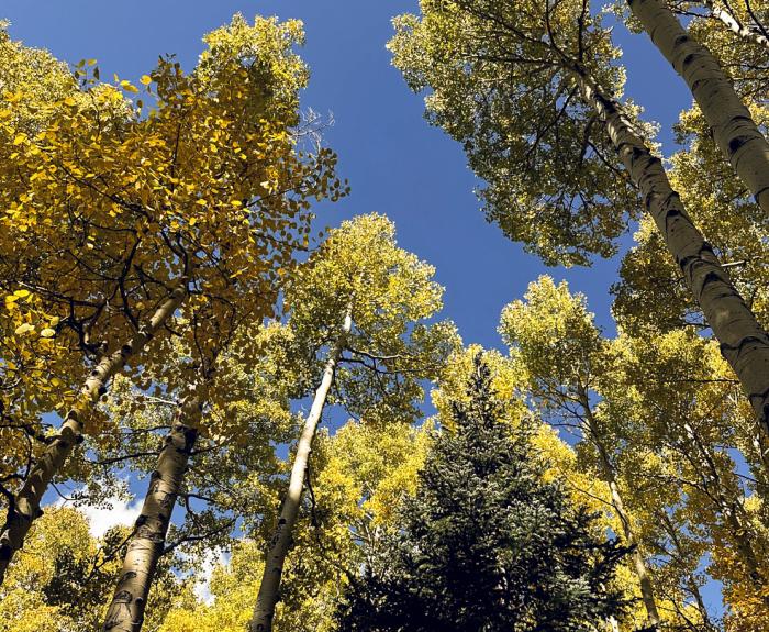 Fall leaves in northern Arizona.