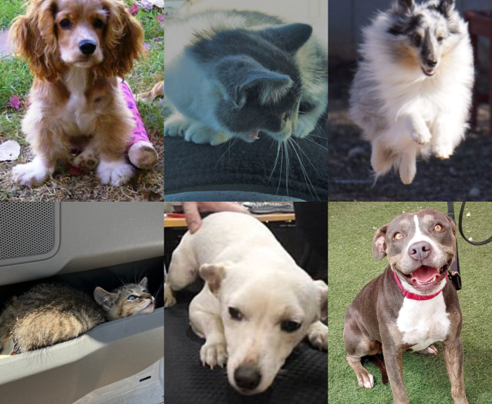 Animals rescued by ADOT