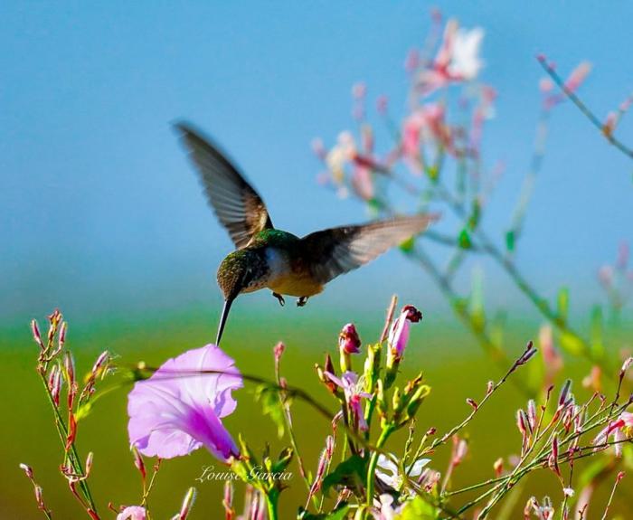 A hummingbird visits a purple flower in a field.