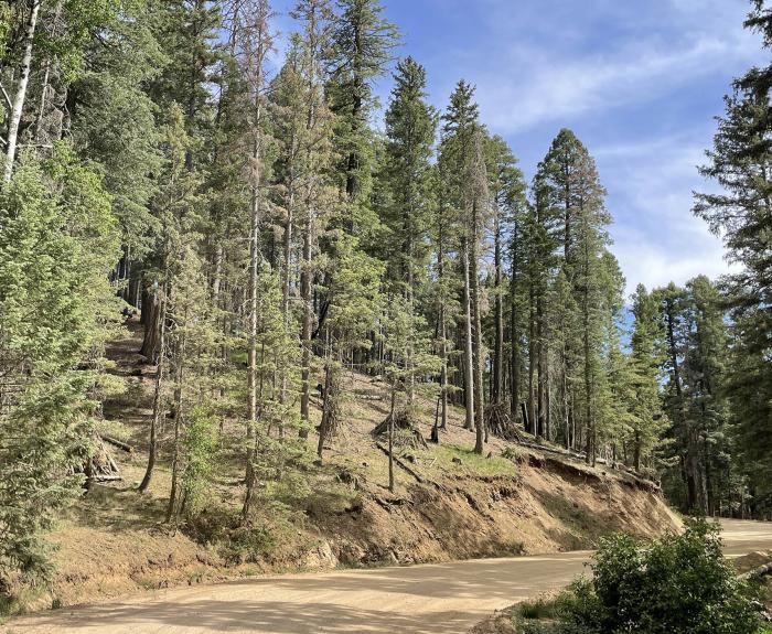 Photo of SR 366, courtesy of Coronado National Forest