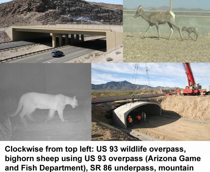 Image showing wildlife crossings and wildlife using the crossings.