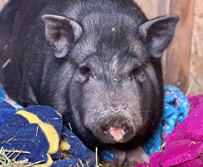 A pig sits contentedly on blankets and straw in a pen.