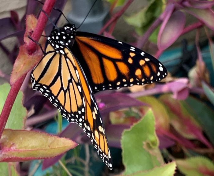 A monarch butterfly sits on a plant.