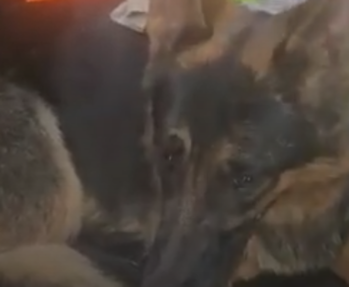 A dog sits in a truck.