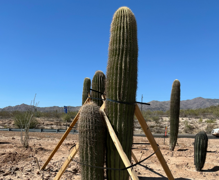 Saguaros grow in a temporary nursery.