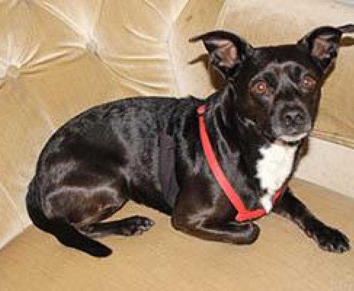 George the dog
