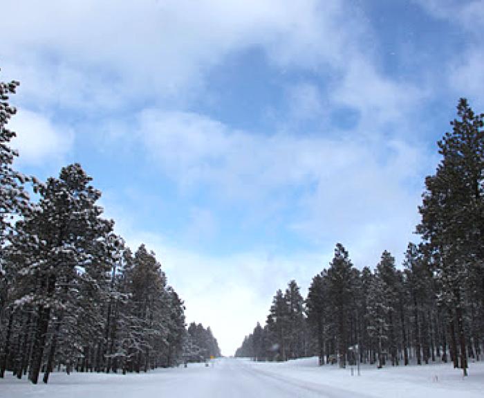 Snowy roadway and trees