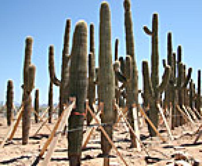 Cactus ready to be replanted